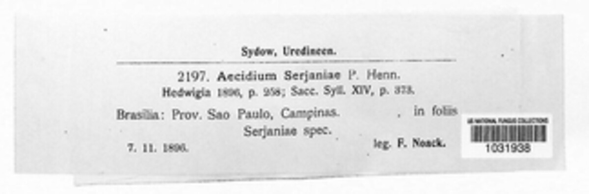 Aecidium serjaniae image